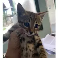 Foto dell\'animale gatto - Matr. 2023/0712 - Microchip 380260044931492