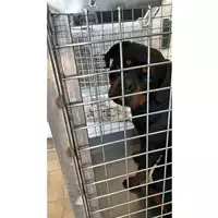 cane - Matr. 2023/0714 - Microchip 380260160084856