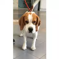 Foto dell\'animale cane - Matr. 2023/0717 - Microchip 380260102054392