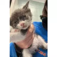 Foto dell\'animale gatto - Matr. 2023/0720 - Microchip 380260044750851