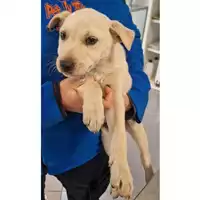 Foto dell\'animale cane - Matr. 2023/0719 - Microchip 380260044930055