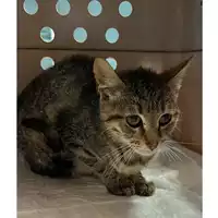 gatto - Matr. 2023/0725 - Microchip 380260044750716
