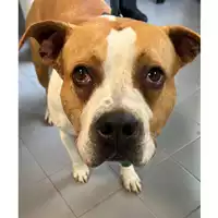 Foto dell\'animale cane - Matr. 2023/0729 - Microchip 380260101548048