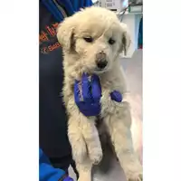 Foto dell\'animale cane - Matr. 2023/0735 - Microchip 380260044750481