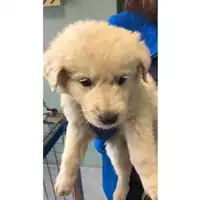 Foto dell\'animale cane - Matr. 2023/0736 - Microchip 380260044750563