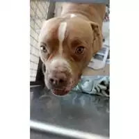 Foto dell\'animale cane - Matr. 2022/0026 - Microchip 380260043594350