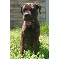 Foto dell\'animale cane - Matr. 2023/0464 - Microchip 380260100088844
