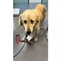 Foto dell\'animale cane - Matr. 2023/0739 - Microchip 380260044749513