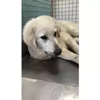 Foto dell\'animale cane - Matr. 2023/0745 - Microchip 380260044750839