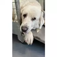 Foto dell\'animale cane - Matr. 2023/0747 - Microchip 380260044730183