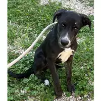 Foto dell\'animale cane - Matr. 2023/0746 - Microchip 380260044731071