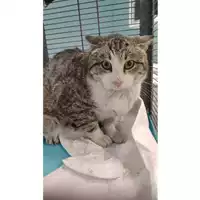 Foto dell\'animale gatto - Matr. 2022/0394 - Microchip 380260044816981