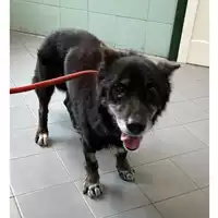 Foto dell\'animale cane - Matr. 2023/0751 - Microchip 380260044731105