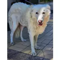 Foto dell\'animale cane - Matr. 2023/0754 - Microchip 380260044730643