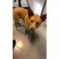 Foto dell\'animale cane - Matr. 2023/0757 - Microchip 380260059042057
