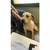 Foto dell\'animale cane - Matr. 2023/0760 - Microchip 380260044730642
