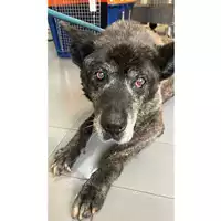 Foto dell\'animale cane - Matr. 2023/0762 - Microchip 380260000382533