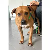 Foto dell\'animale cane - Matr. 2023/0763 - Microchip 380260044038833