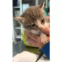 Foto dell\'animale gatto - Matr. 2023/0769 - Microchip 380260044731152