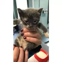 Foto dell\'animale gatto - Matr. 2023/0768 - Microchip 380260044730786