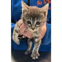 Foto dell\'animale gatto - Matr. 2023/0766 - Microchip 380260044731047