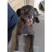 Foto dell\'animale cane - Matr. 2023/0775 - Microchip 380260044731140