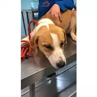 Foto dell\'animale cane - Matr. 2023/0776 - Microchip 380260044730274