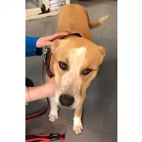 Foto dell\'animale cane - Matr. 2023/0777 - Microchip 380260044730931