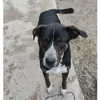 Foto dell\'animale cane - Matr. 2023/0778 - Microchip 380260044730632