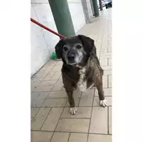 Foto dell\'animale cane - Matr. 2017/1463 - Microchip 380260043309910