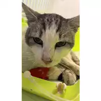 Foto dell\'animale gatto - Matr. 2023/0782 - Microchip 380260044730344