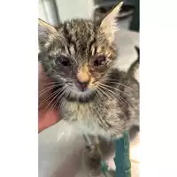 Foto dell\'animale gatto - Matr. 2023/0783 - Microchip 380260044730870