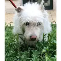 Foto dell\'animale cane - Matr. 2023/0786 - Microchip 380260044730182