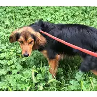 Foto dell\'animale cane - Matr. 2023/0785 - Microchip 380260044730798