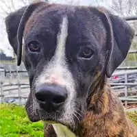Foto dell\'animale cane - Matr. 2022/2198 - Microchip 380260044731639
