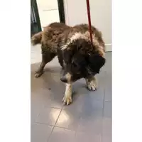 Foto dell\'animale cane - Matr. 2023/0787 - Microchip 380260044730941