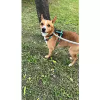 Foto dell\'animale cane - Matr. 2023/0790 - Microchip 380260044730845