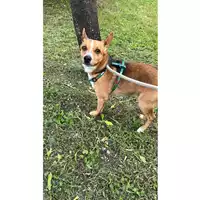 Foto dell\'animale cane - Matr. 2023/0790 - Microchip 380260044730845