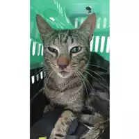 Foto dell\'animale gatto - Matr. 2023/0794 - Microchip 380260044750787