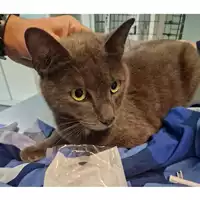 Foto dell\'animale gatto - Matr. 2023/0795 - Microchip 380260044731083