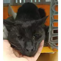 Foto dell\'animale gatto - Matr. 2023/0797 - Microchip 380260170055703