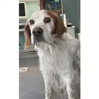 Foto dell\'animale cane - Matr. 2023/0798 - Microchip 380260045015987