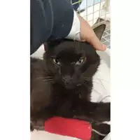Foto dell\'animale gatto - Matr. 2023/0801 - Microchip 380260045021157