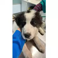 Foto dell\'animale cane - Matr. 2023/0802 - Microchip 380260045015769