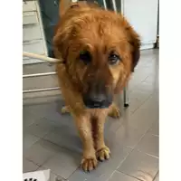 Foto dell\'animale cane - Matr. 2023/0803 - Microchip 380260045016553