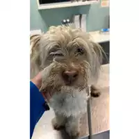 Foto dell\'animale cane - Matr. 2023/0805 - Microchip 380260045016079