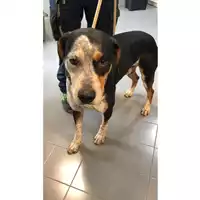 Foto dell\'animale cane - Matr. 2023/0807 - Microchip 380260045015705