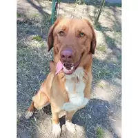 Foto dell\'animale cane - Matr. 2023/0348 - Microchip 380260044750622