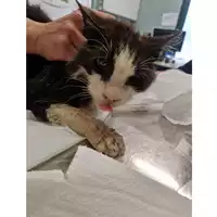 Foto dell\'animale gatto - Matr. 2023/0809 - Microchip 380260044730907