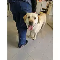 Foto dell\'animale cane - Matr. 2020/0377 - Microchip 380260101271922